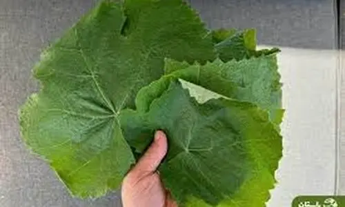 تاثیر عجیب برگ انگور بر بدن | راز علاقه قدیمی ها به برگ مو + خواص درمانی