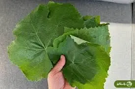 تاثیر عجیب برگ انگور بر بدن | راز علاقه قدیمی ها به برگ مو + خواص درمانی