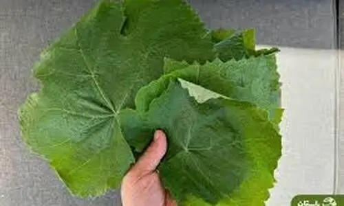 تاثیر عجیب برگ انگور بر بدن | راز علاقه قدیمی ها به برگ مو + خواص درمانی