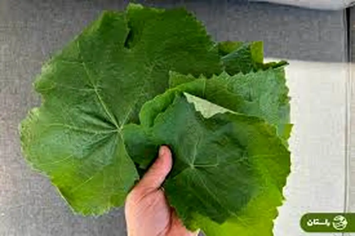 تاثیر عجیب برگ انگور بر بدن | راز علاقه قدیمی ها به برگ مو + خواص درمانی