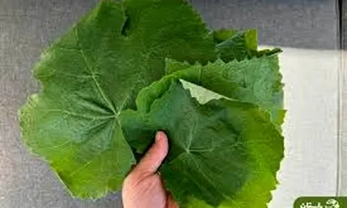 تاثیر عجیب برگ انگور بر بدن | راز علاقه قدیمی ها به برگ مو + خواص درمانی