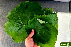 تاثیر عجیب برگ انگور بر بدن | راز علاقه قدیمی ها به برگ مو + خواص درمانی