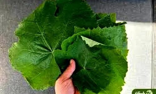 تاثیر عجیب برگ انگور بر بدن | راز علاقه قدیمی ها به برگ مو + خواص درمانی
