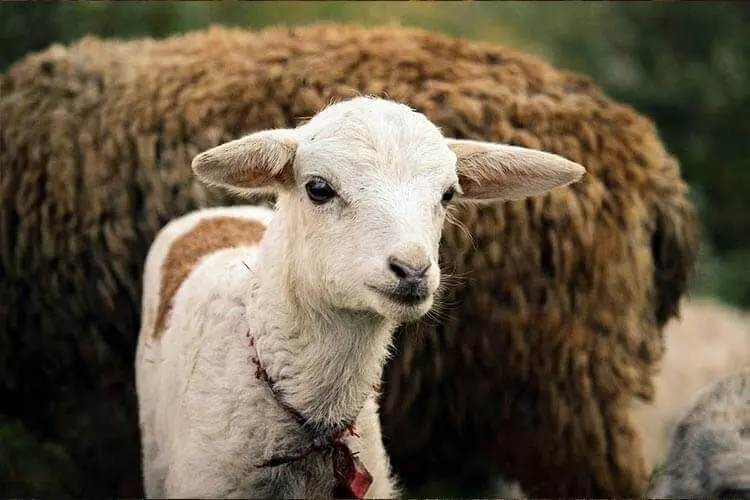 قیمت جدید دام‌زنده در آستانه عید قربان | گوشت ۴۶۰ هزار تومانی هم آمد