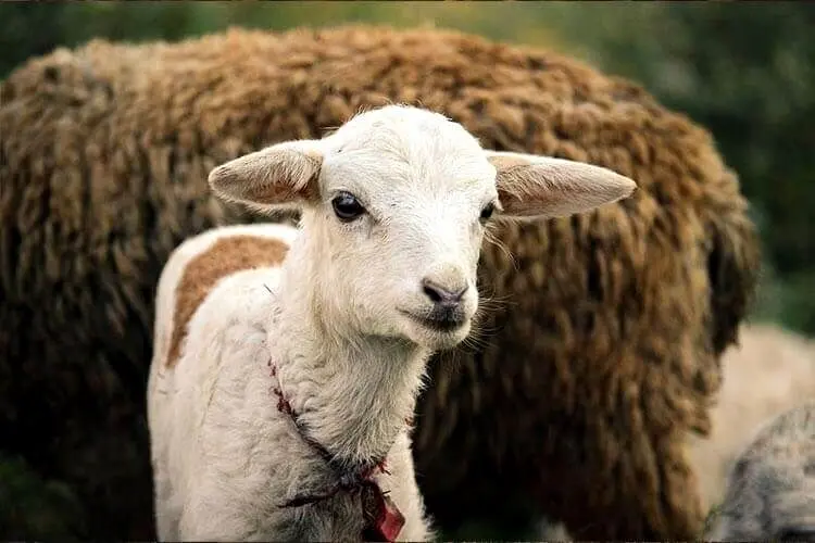 قیمت جدید دام‌زنده در آستانه عید قربان | گوشت ۴۶۰ هزار تومانی هم آمد