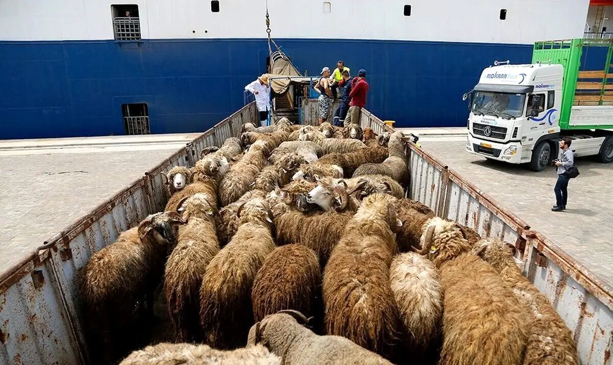 قیمت گوشت قرمز، امروز دوشنبه ۱۵ اردیبهشت ۱۴۰۴