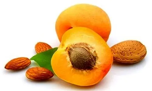 بلاخره مغز هسته زردآلو را بخوریم یا نه؟
