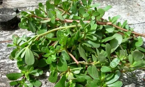 به این سبزی میگن غذای برتر آینده ! | خواص بی نظیر خرفه را بشناسید + عکس