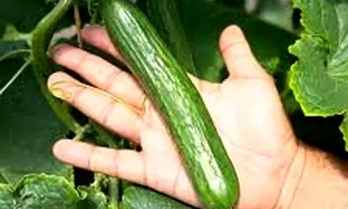 با این ترفند خیار دیرتر خراب میشه | روش اصولی و درست نگهداری خیار در یخچال 