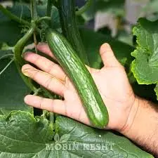 با این ترفند خیار دیرتر خراب میشه | روش اصولی و درست نگهداری خیار در یخچال 