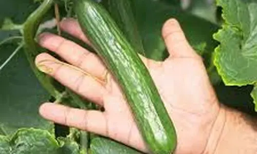 با این ترفند خیار دیرتر خراب میشه | روش اصولی و درست نگهداری خیار در یخچال 