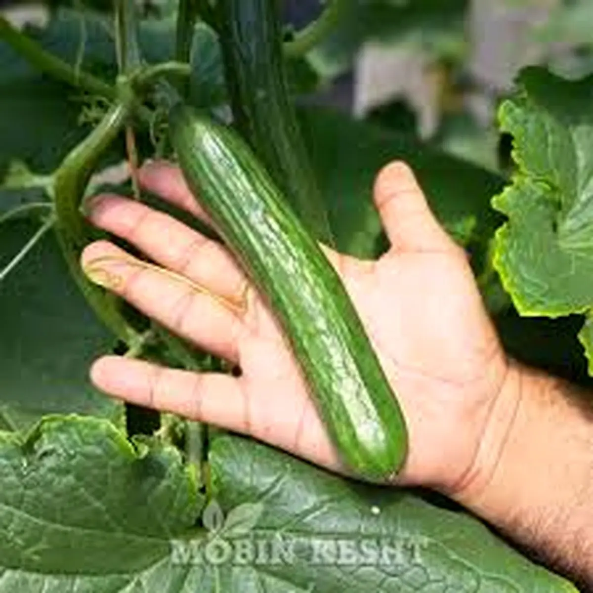 با این ترفند خیار دیرتر خراب میشه | روش اصولی و درست نگهداری خیار در یخچال 