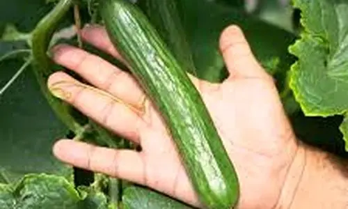 با این ترفند خیار دیرتر خراب میشه | روش اصولی و درست نگهداری خیار در یخچال 