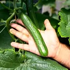 با این ترفند خیار دیرتر خراب میشه | روش اصولی و درست نگهداری خیار در یخچال 