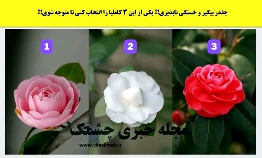 تست شخصیت شناسی تصویری جدید |با انتخاب یه گل بهت میگم عشقت چقدر دوستت داره ! 