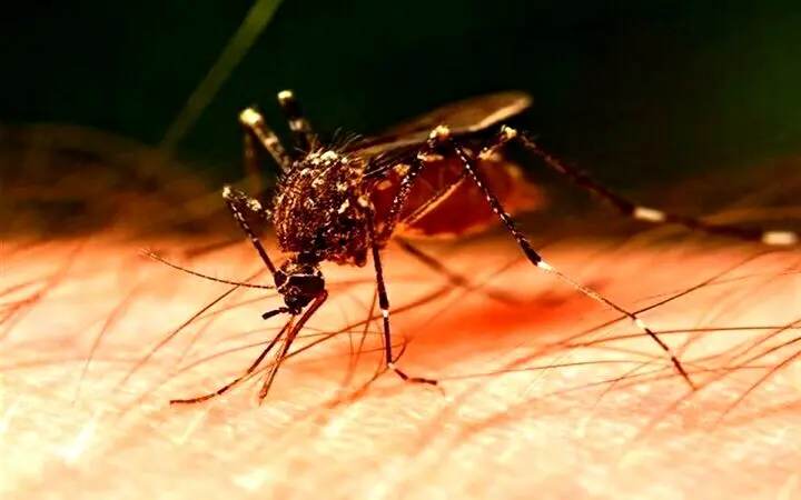 چگونه از شیوع تب دنگی جلوگیری کنیم ؟ | مشخصات حشره آئدس را بشناسید!
