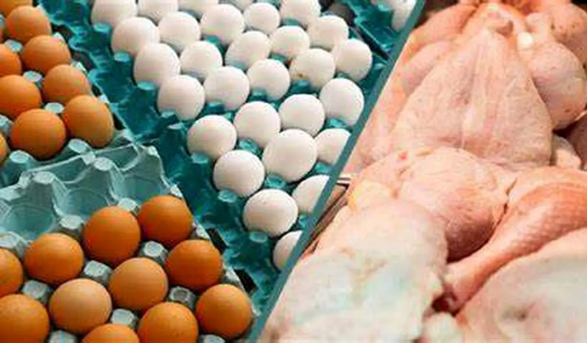 تخم مرغ را گران نخرید | قیمت هرشانه تخم مرغ چند؟