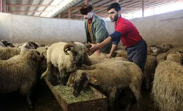 قیمت گوسفند و گوساله عید قربان | قیمت دام زنده امروز پنجشنبه ۱۵ خرداد