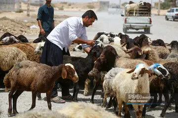 جدیدترین قیمت دام زنده اعلام شد | نکات مهم قبل از خرید گوسفند زنده