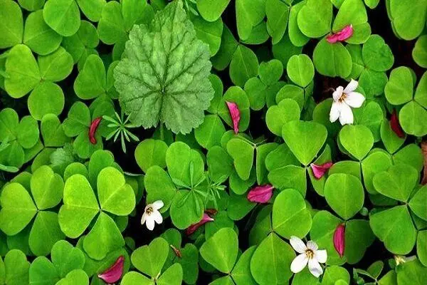 خواص شگفت انگیز این سبزی برای درمان واریس | لاغری با این سبزی