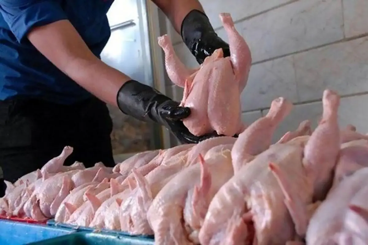 قیمت مرغ  در 26 مهر اعلام شد | خبر مهم برای مردم