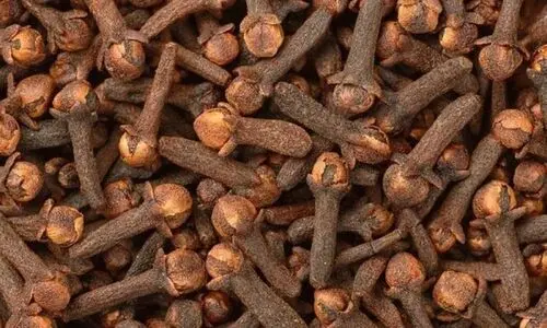 فواید جویدن روزانه میخک با معده خالی | از فواید کاهش وزن میخک غافل نشوید