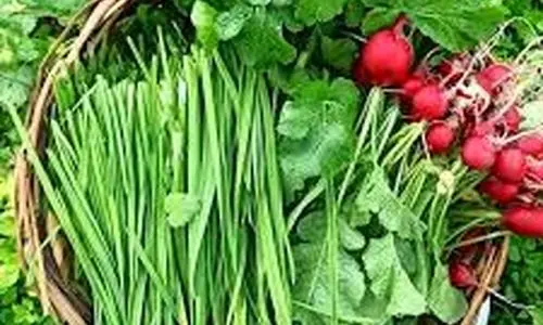 با این روش سبزی را تا یکماه تازه نگه دار + ویدئو
