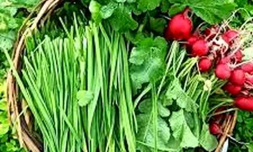 با این روش سبزی را تا یکماه تازه نگه دار + ویدئو