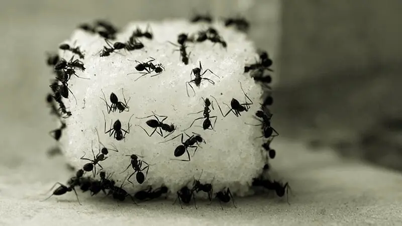 روش از بین بردن موچه ها در خانه | لشکر مورچه ها رو تار و مار کن