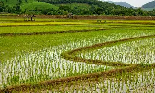برنج هاشمی ایرانی