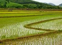 برنج هاشمی ایرانی