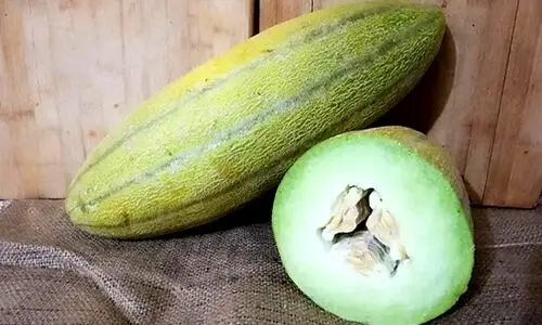خوردن همزمانِ خربزه و عسل خطرناک! | مصرف ماست و ترشی پیسی می آره؟