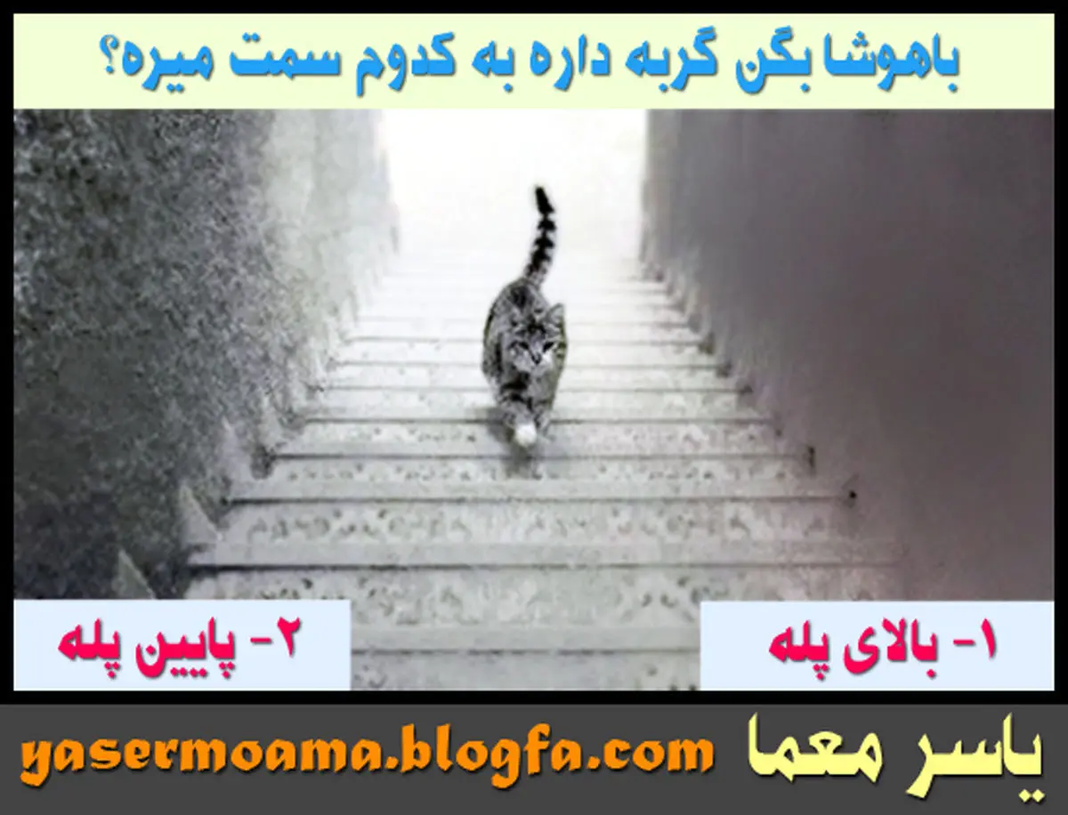 شخصیت شناسی جذاب | هوش خود را بسنجید