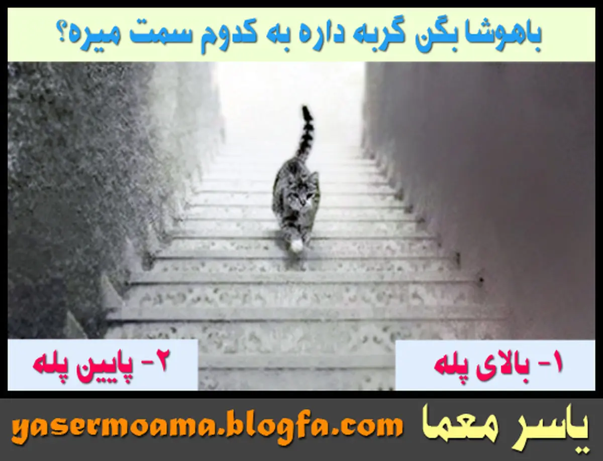 شخصیت شناسی جذاب | هوش خود را بسنجید