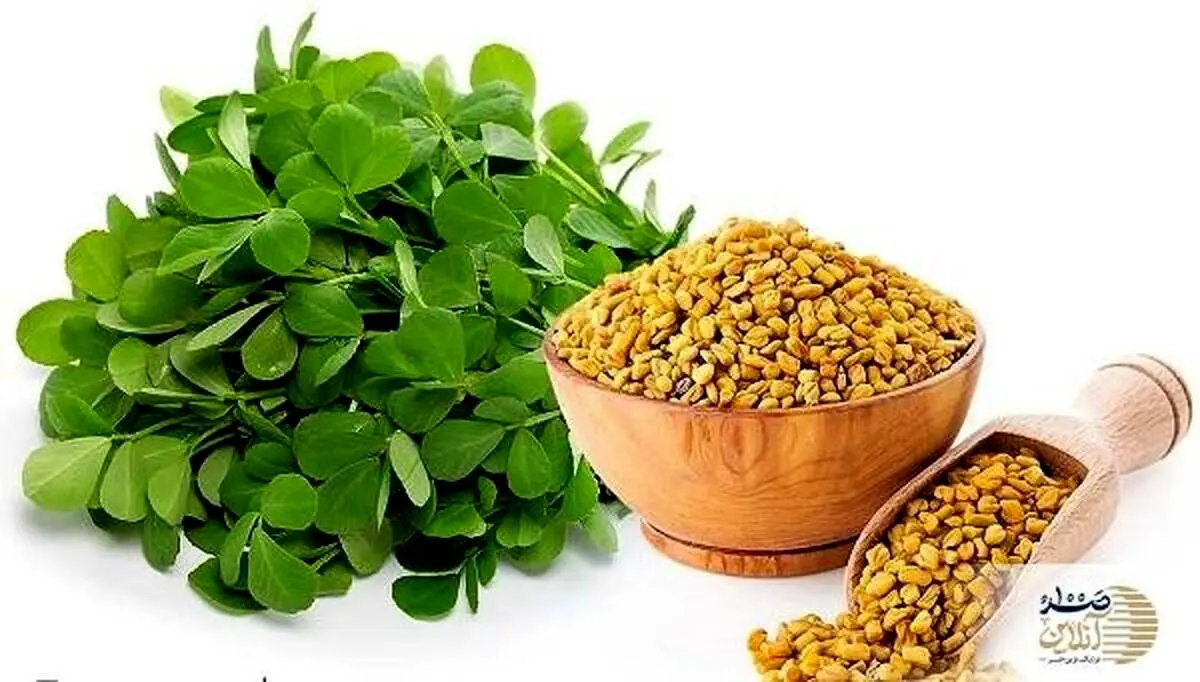 با خوردن این گیاه بیماری های قند خون و فشار خون و چربی را از بین ببر | خواص باورنکردنی را بخوانید