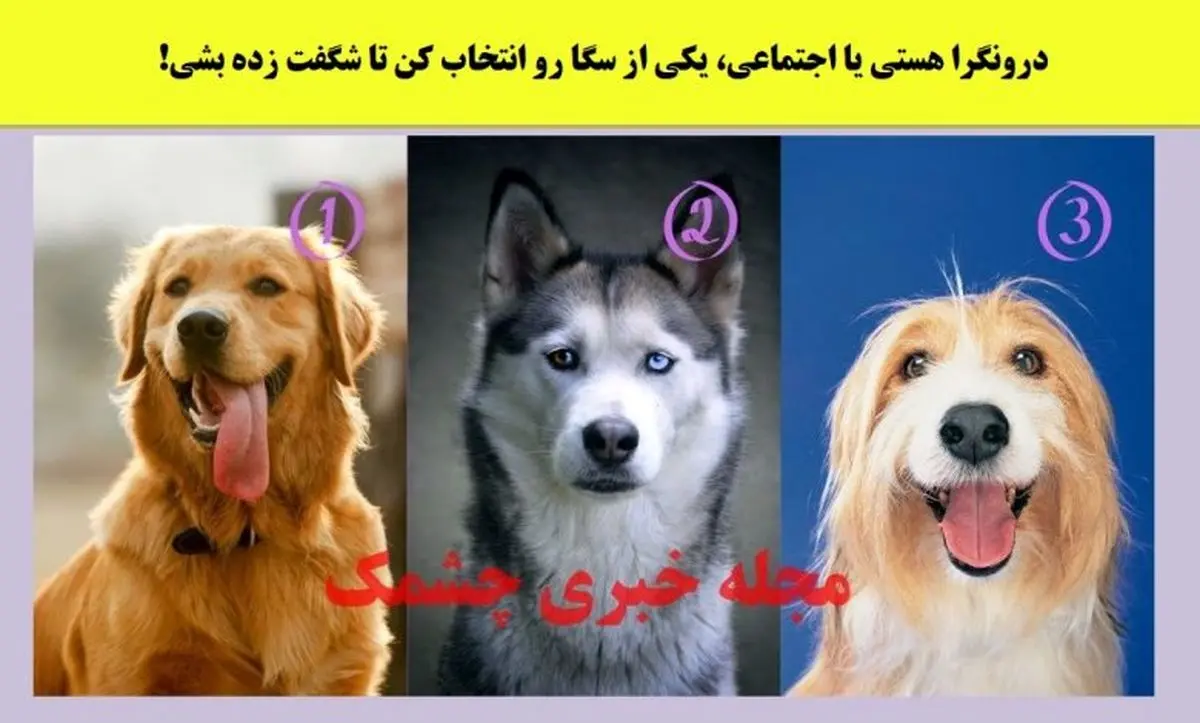 روانشناسی | یکی از سگ هارو انتخاب کن تا بگن دورنگرا یا برونگرا یا میانه گرا هستی
