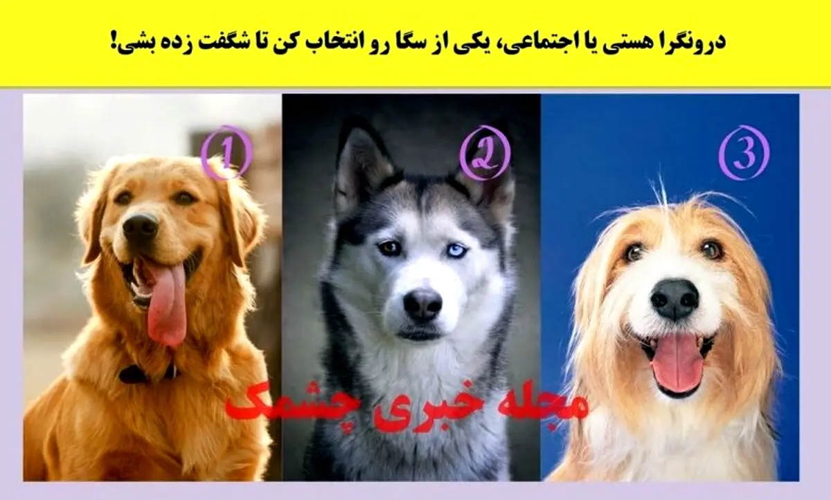 روانشناسی | یکی از سگ هارو انتخاب کن تا بگن دورنگرا یا برونگرا یا میانه گرا هستی
