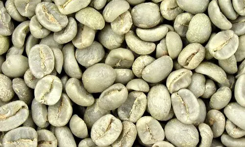 قهوه سبز روبوستا، گنجینه‌ای از خواص و انرژی